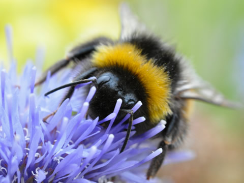 Bee on flower