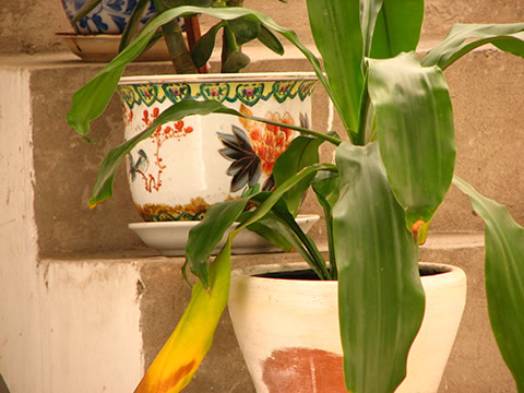 plants